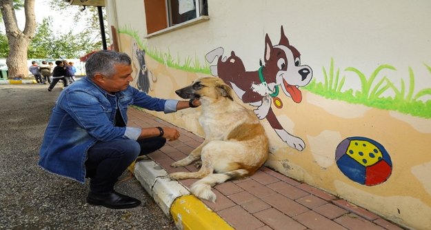 Sokak köpeğini tüfekle vurdular