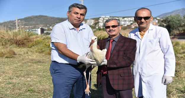 Yavru Leylek tedavi edilerek doğaya bırakıldı