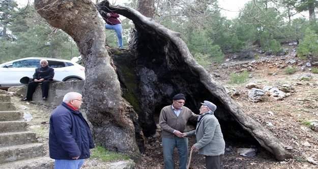 Yıldırım düştü, vatandaş yaktı ama 700 yıldır ayakta kalmayı başardı
