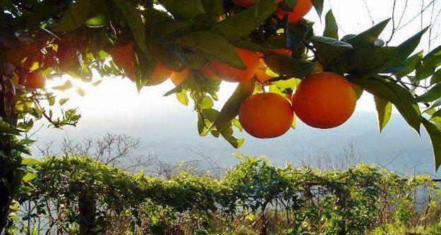 Alanya’da narenciye devri kapandı avokado devri başladı