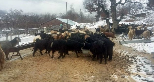 Alanya’nın kırsalında karda mahsur kalan çobanlar kurtarıldı