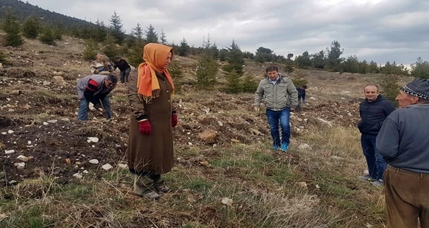 Bal Ormanı büyüyor