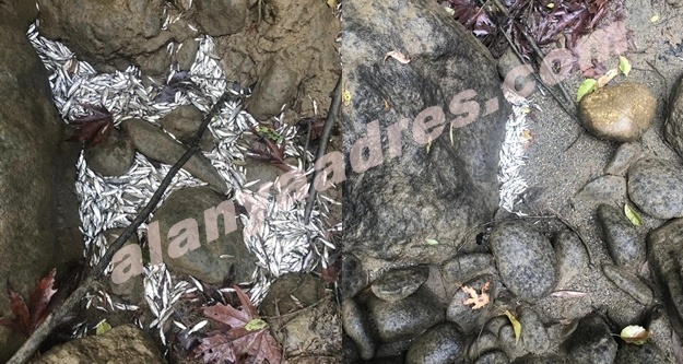 Dimçayı’nda sular çekildi, on binlerce balık öldü