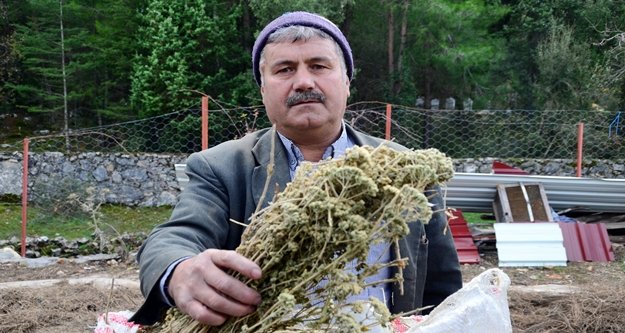 Geçimini kekik, nane, defne yağı ile sağlıyor