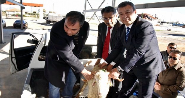 Genç çiftçiler koyunlarını teslim aldı