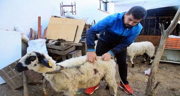 Gizemli koyun katliamı devam ediyor