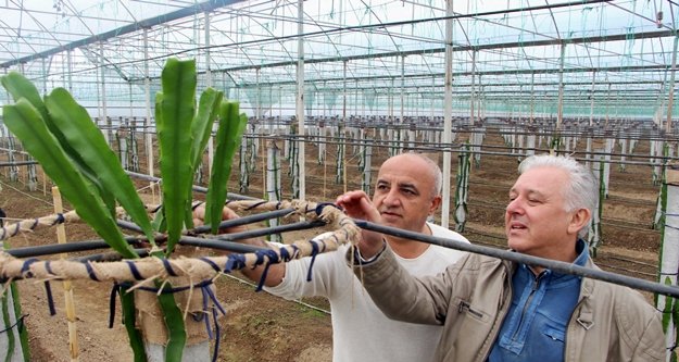 İş makinelerinden sıkılan üretici ‘Ejder Meyvesi’ne geçti