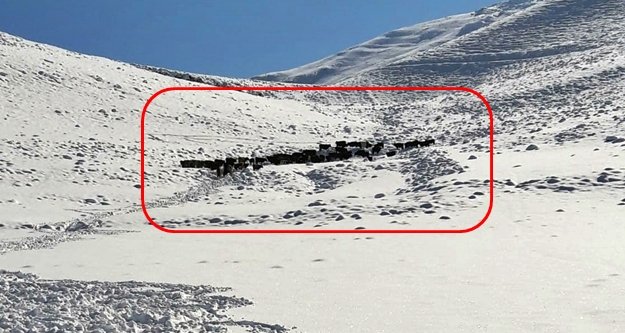 Karda mahsur kalan 100 büyükbaş hayvan kurtarıldı