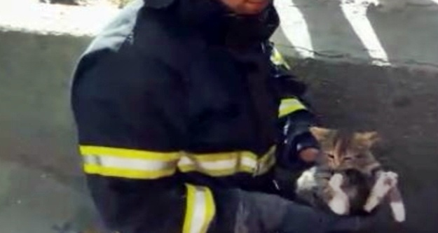 Mahsur kalan kediyi itfaiye kurtardı