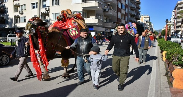 Şampiyon develer vatandaşa tanıtıldı
