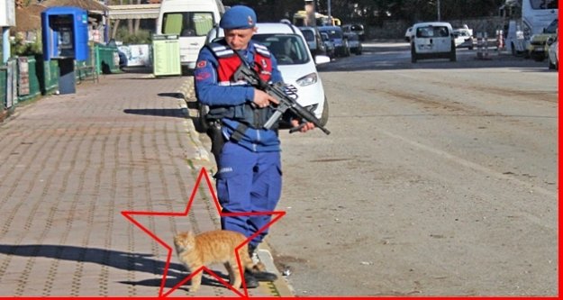 Sokak kedisi denetim yapan jandarmadan ayrılmadı