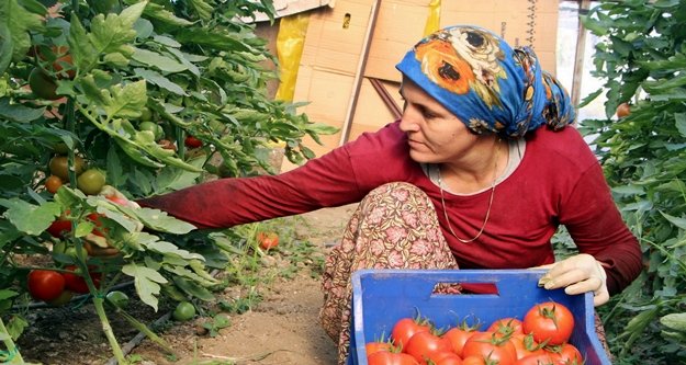Yılbaşı öncesi zam şampiyonu domates oldu