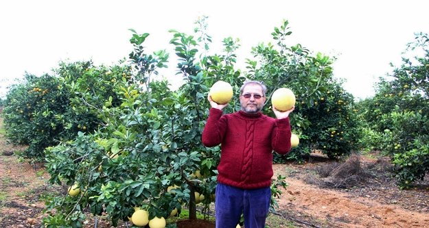 Yetiştirdiği meyveyle görenleri şaşırtıyor