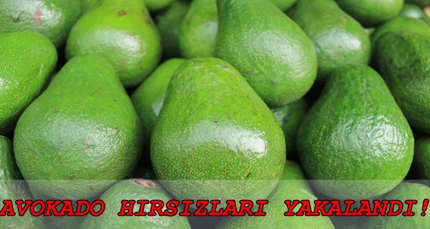 Alanya’da avokado hırsızı yakalandı