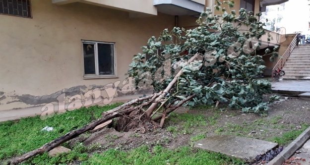Alanya’da fırtına avokado ağaçlarını kökledi!