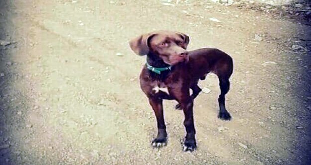 Alanya’da kaybolan av köpeği her yerde aranıyor