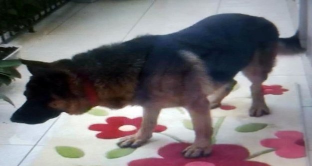 Alanya’da kaybolan  köpeği yüzünden uykuları kaçtı