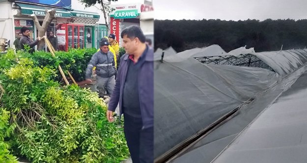 Fırtına ağaçları devirdi, plastik seraları yerle bir etti!