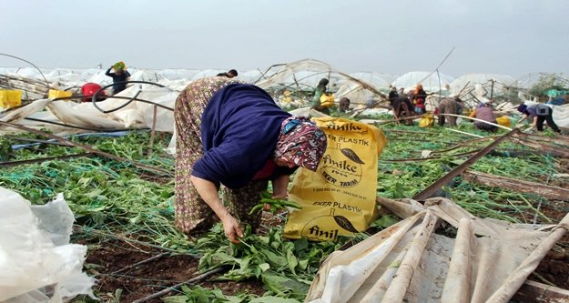 Hortum sonrası acı hasat