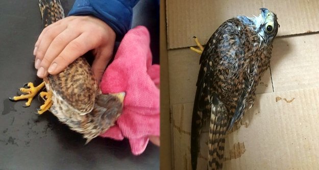 Jandarma yaralı kuşa el uzattı