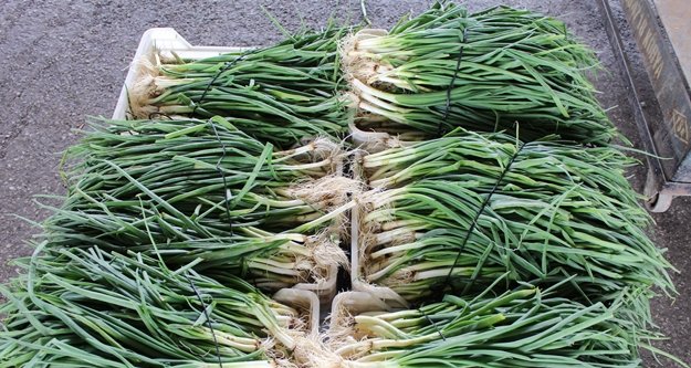 Pazardaki yeşillik altın çağını yaşıyor