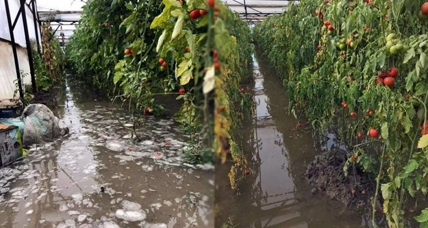 Sağanak yağmur seraları göle çevirdi!
