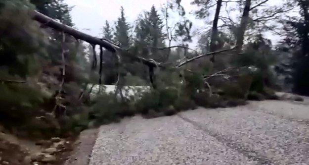 Şiddetli fırtına ağacı kökledi!