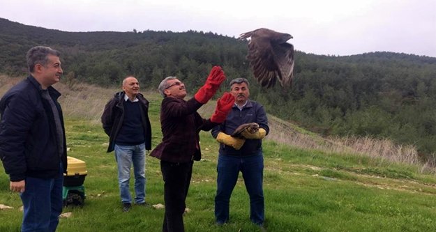 Alanya’da sağlığına kavuşan 2 şahin doğaya salındı