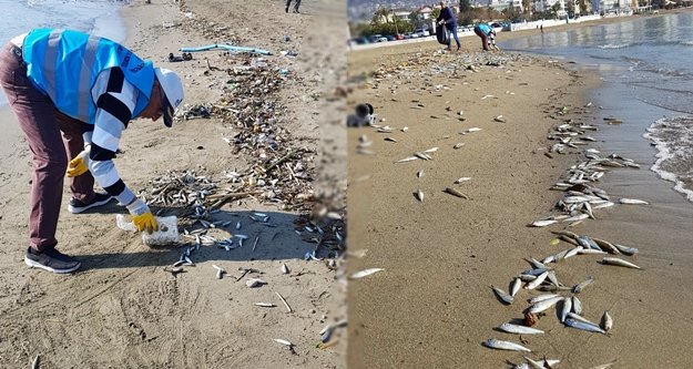 Alanya’da sahile vuran balıkların ölüm nedeni belli oldu!