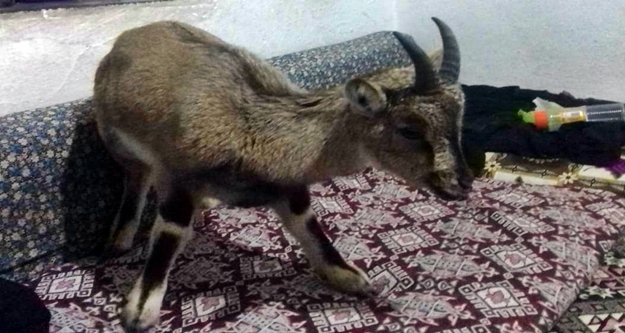 Alanyalı vatandaş ‘insanlık ölmemiş’ dedirtti