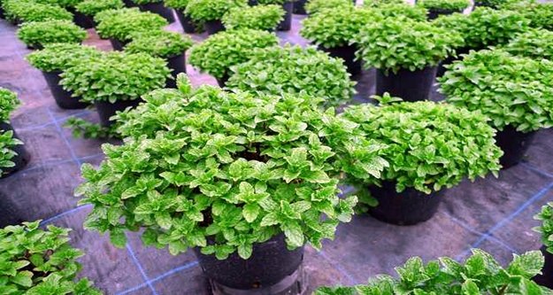 Aromatik bitkiler borsaya taşındı