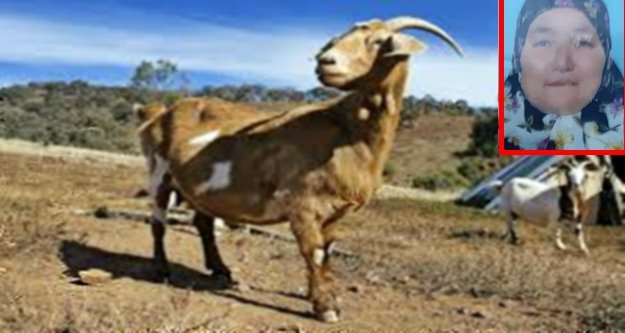 Otlattığı keçi katili oldu!