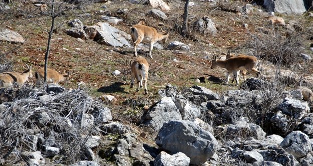Yaban keçileri halkla iç içe yaşıyor
