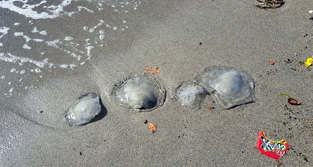 Alanya sahillerinde denizanası paniği!