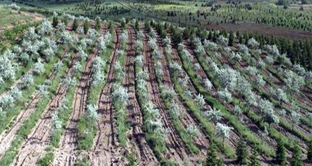 Alanya’daki hükümlüler 1000 adet fidan dikti