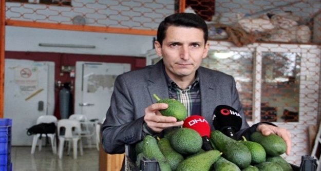 Alanyalı avokadocular genel kurula hazırlanıyor