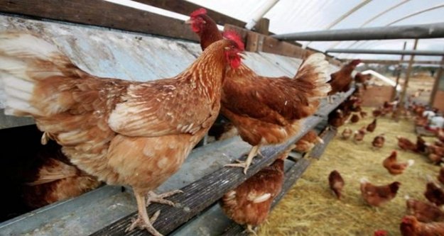 Alanyalı üreticiden ''Yumurtacı Tavuk Projesi'ne yoğun ilgi