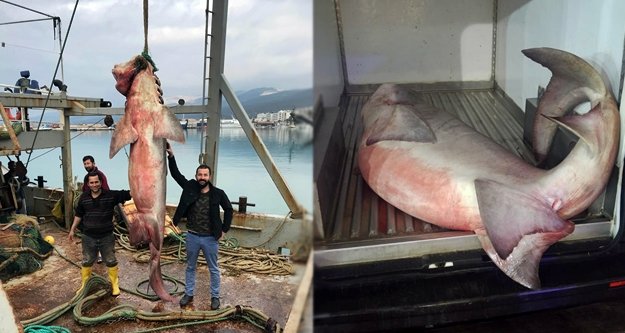 Bu seferki nasipleri dev köpek balığı oldu