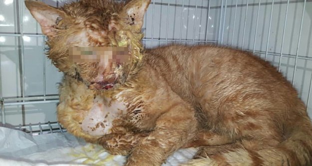 Canilerin asitle yaktığı kedi hayata tutundu!