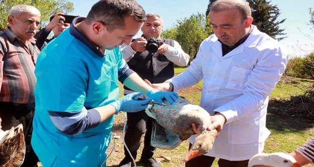 Kanatlı hayvanlara 300 bin doz aşı uygulanacak