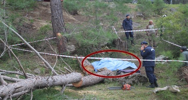 Kestiği ağacın altında kalan adamın feci sonu!