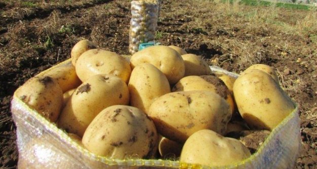 Tezgahlar ithal patatesle dolacak