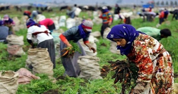 TÜİK mevsimlik kadın işçilerin ücretlerini açıkladı