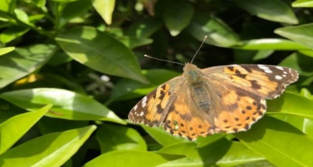 Alanya'da portakal bahçelerini binlerce kelebek bastı