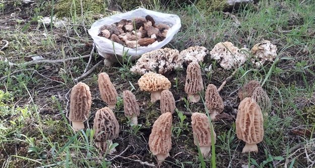 Antalya'da yetişiyor! Yaşı 200, kurusu bin TL