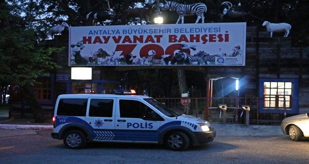 Hayvanat bahçesinden kaçan kurt henüz bulunamadı