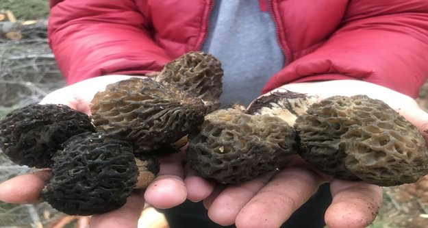 Kilosu 100 liradan satılıyor