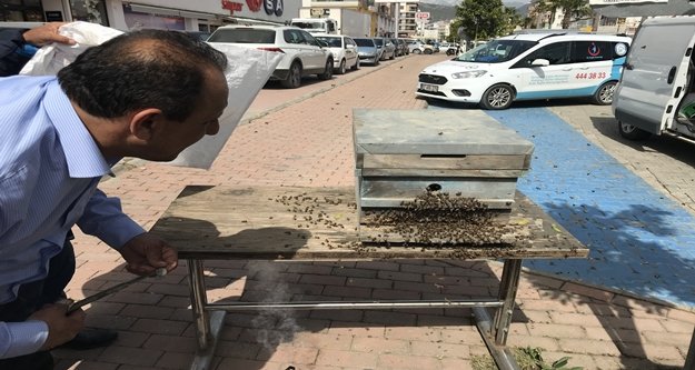 Kovandan kaçan arılar Gazipaşa'yı mesken tuttu
