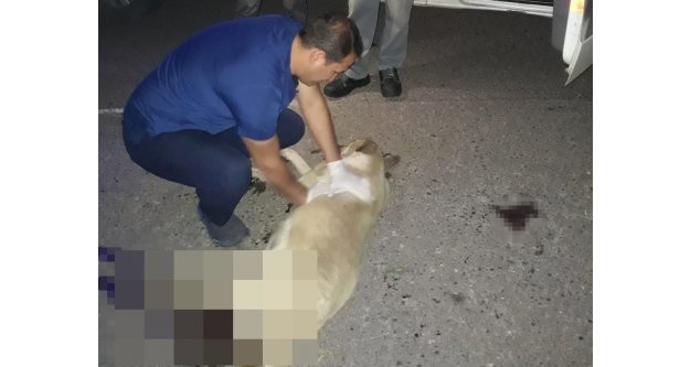 Otomobilin çarptığı köpeğe kalp masajı