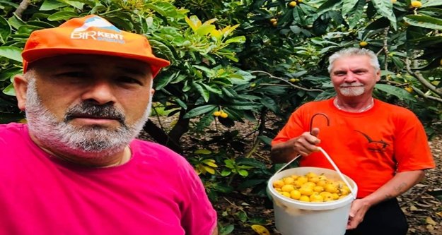 Alman komşu Türk komşusuna muşmula toplamaya yardıma geldi